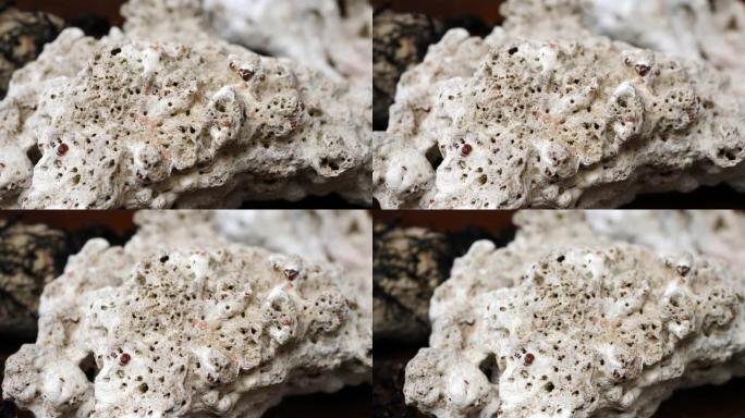 干海珊瑚结构珊瑚特写死亡的珊瑚标本植物