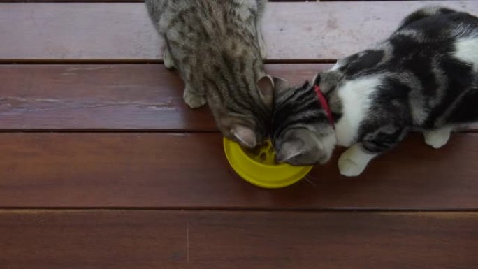 美丽的猫猫在黄色的碗里吃。家里木地板上可爱的家畜。