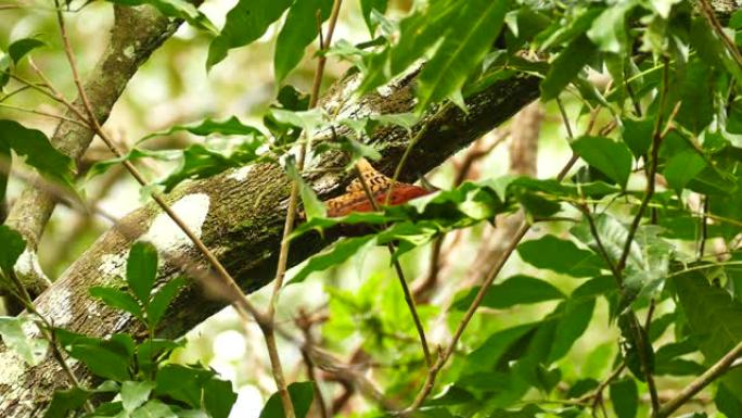 巴拿马美丽的肉桂啄木鸟爬树
