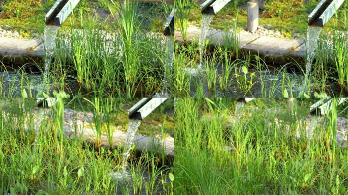 以4k慢动作60fps的速度在生态农场上水合有机植物