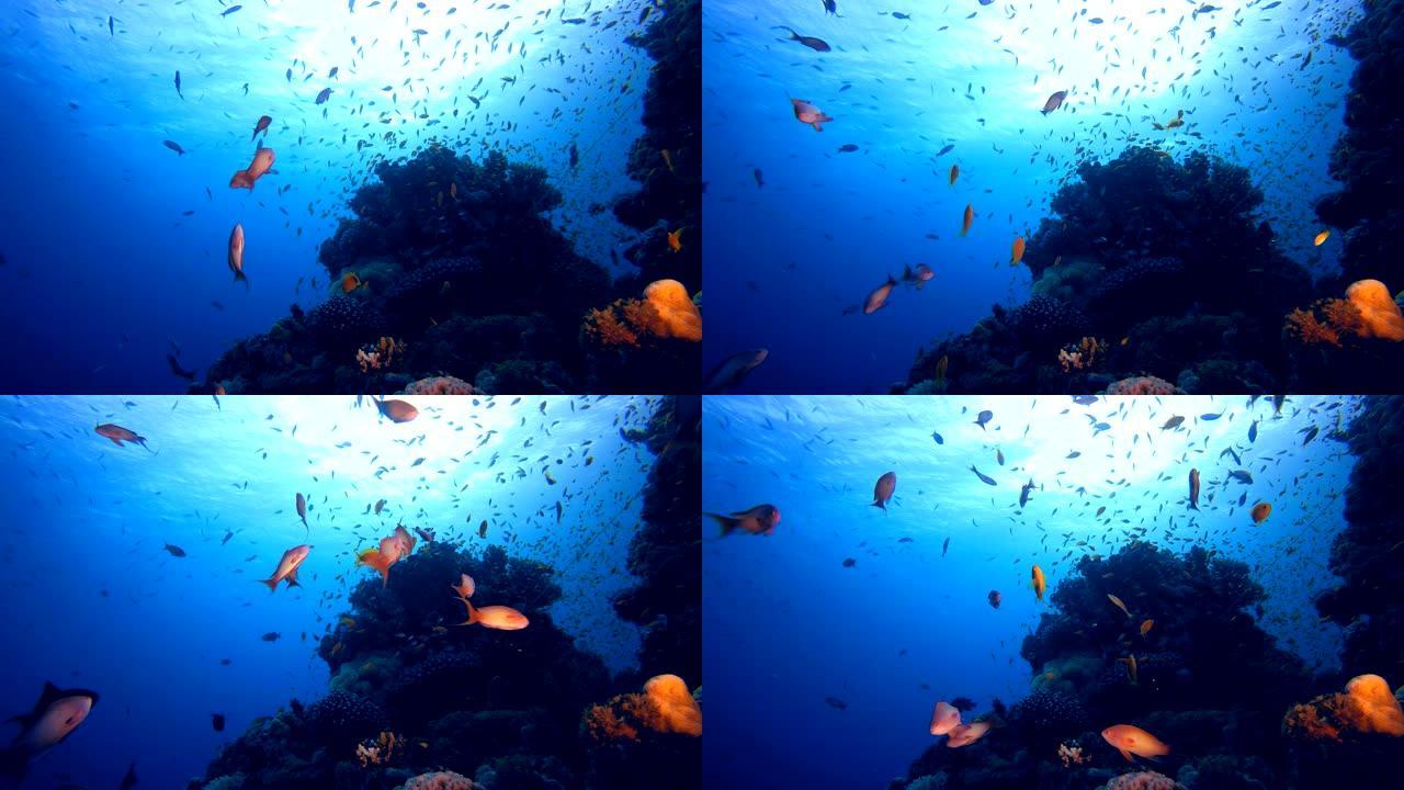 热带水下礁海鱼