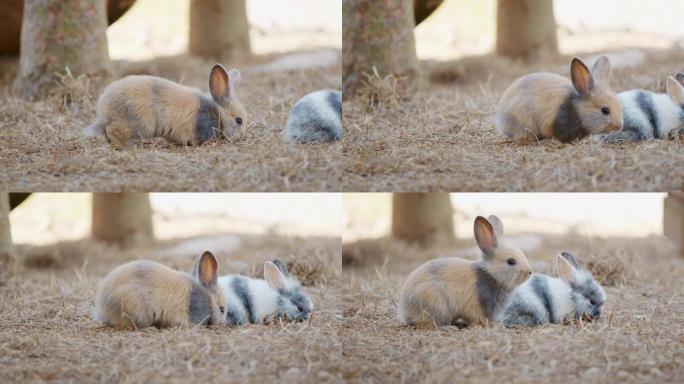 两只兔子在农场吃干草