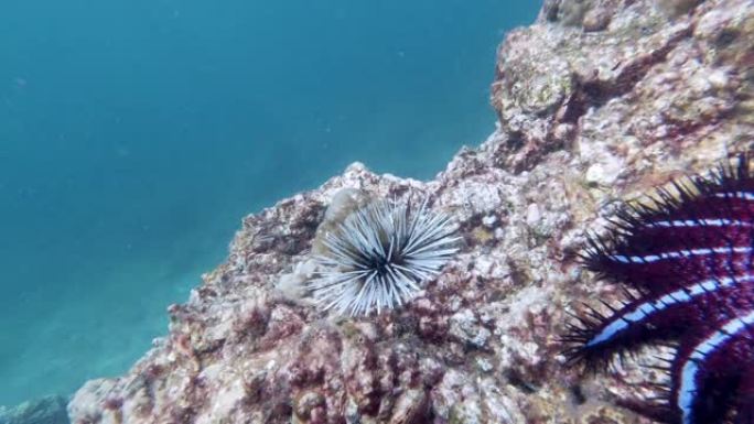 水下穴居海胆 (Echinometra mathaei) 和荆棘冠海星 (Acanthaster p