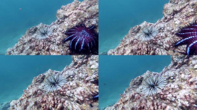 水下穴居海胆 (Echinometra mathaei) 和荆棘冠海星 (Acanthaster p
