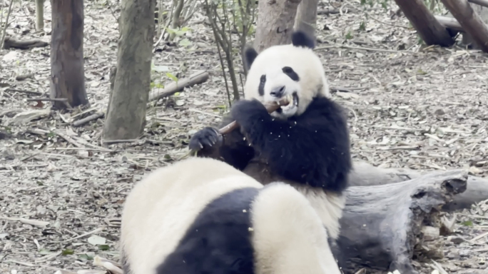 大熊猫成都大熊猫基地 熊猫吃竹子熊猫玩耍