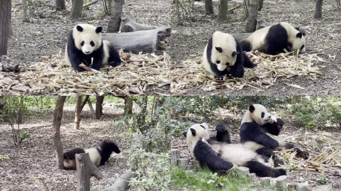 大熊猫成都大熊猫基地 熊猫吃竹子熊猫玩耍