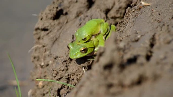 求爱青蛙青蛙交配绿色青蛙繁殖