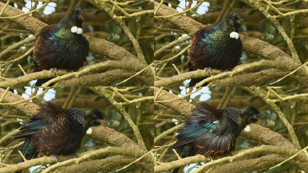 新假肢-Tui特有的新西兰森林鸟坐在森林中的树枝上唱歌。典型物种，喉咙上有白色羽毛的黑色光泽鸟。