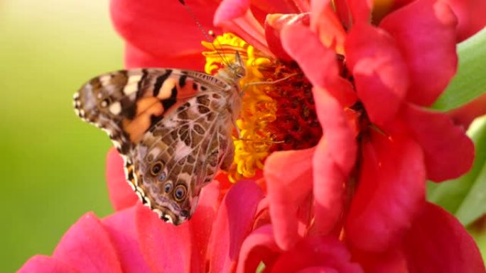 美丽花朵的鲜明生动镜头，蝴蝶在喂食时聚焦