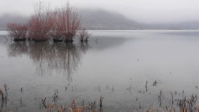霜冻天气下湖中生长的树木