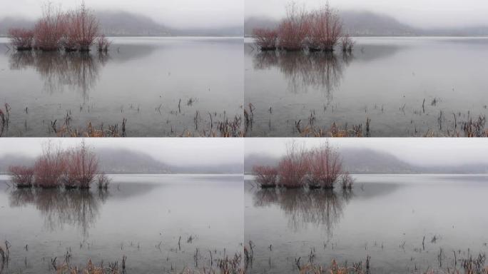 霜冻天气下湖中生长的树木