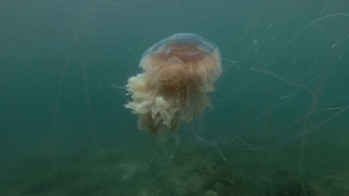 浅水蓝水中的狮子鬃毛水母 (Cyanea capillata，Cyanea arctica)