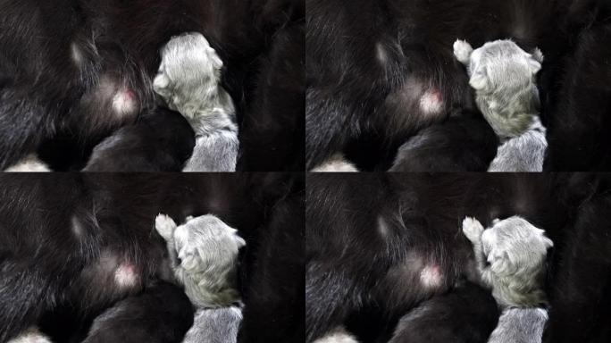 与母亲睡觉和哺乳的新生小猫-奶子打架
