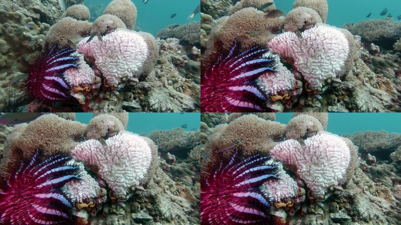 入侵物种棘冠海星 (Acanthaster planci) 吃珊瑚