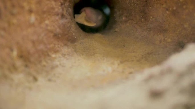 来自非洲的裸鼹鼠在地下的地球画廊的特写