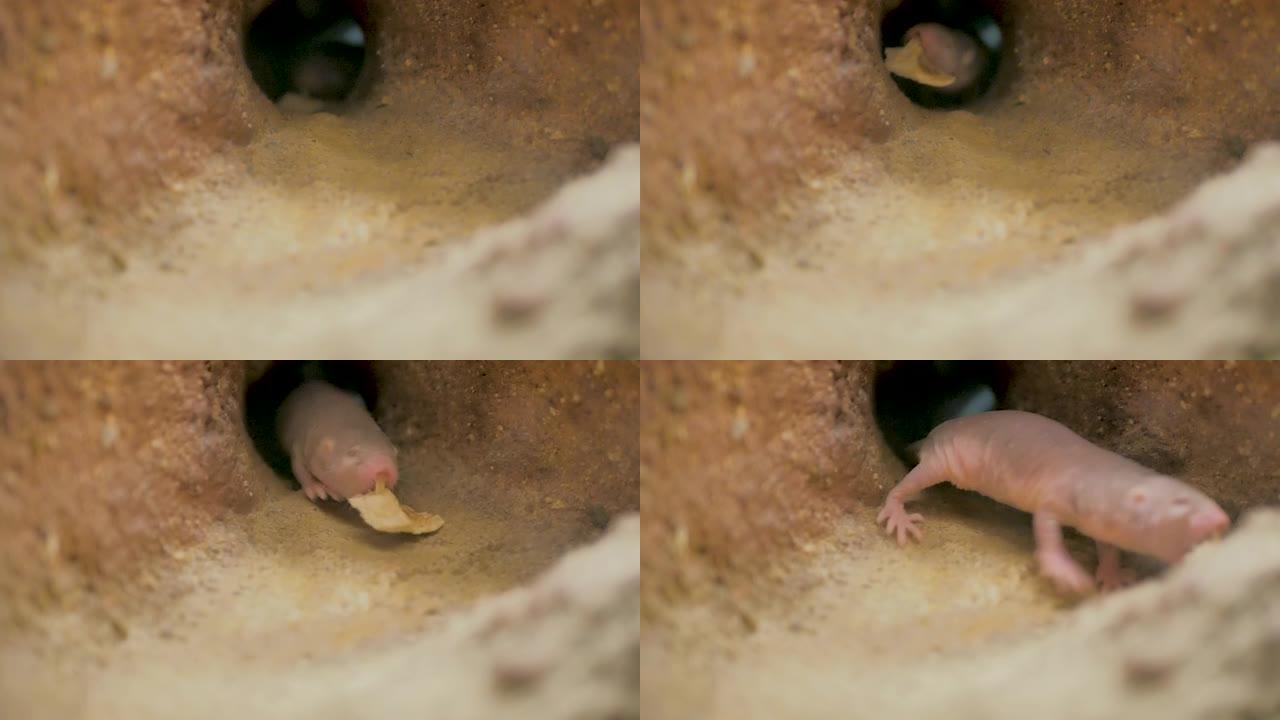 来自非洲的裸鼹鼠在地下的地球画廊的特写