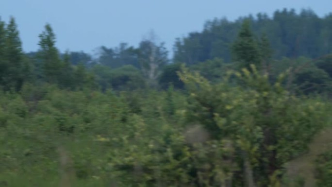 长耳鸮 (Asio otus) -兴安保护区，俄罗斯