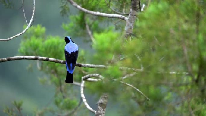 亚洲童话蓝鸟在森林中的场景，野生动物