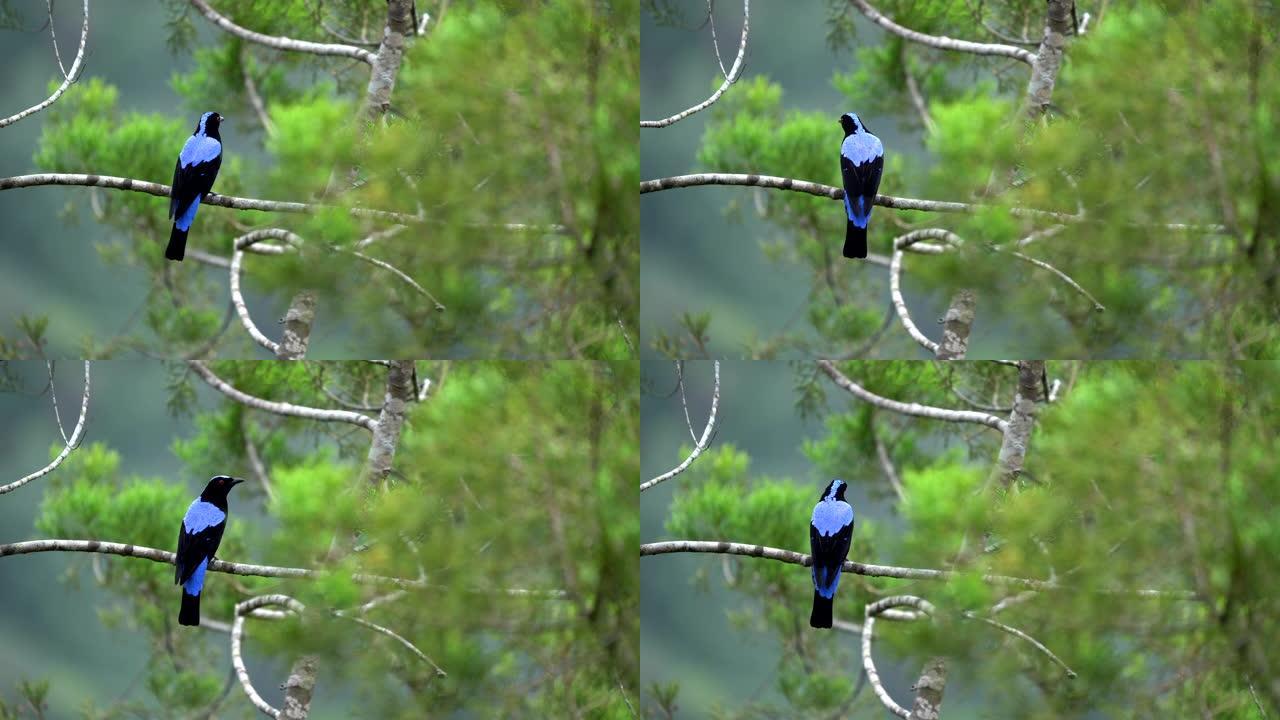 亚洲童话蓝鸟在森林中的场景，野生动物