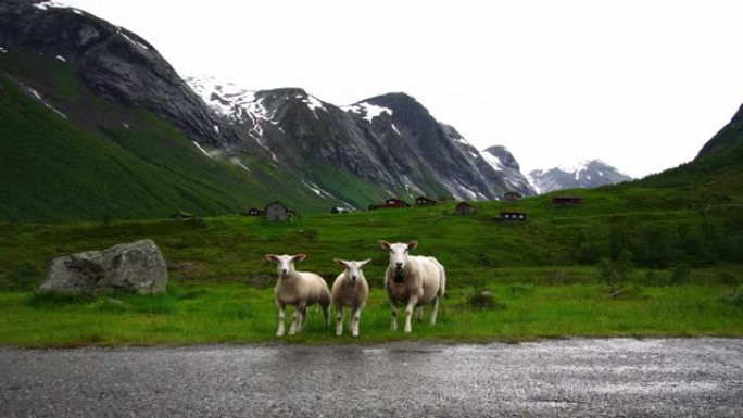 乡村公路上的挪威绵羊牲畜牛。挪威乡村自然生活。盖朗格风景秀丽的山谷大道。4k
