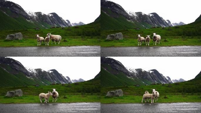 乡村公路上的挪威绵羊牲畜牛。挪威乡村自然生活。盖朗格风景秀丽的山谷大道。4k