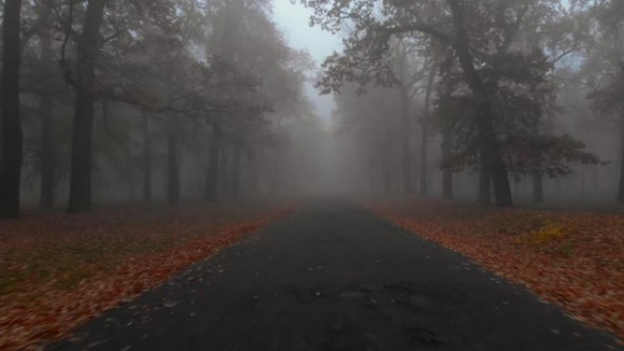 相机在神秘的有雾公园的棕色秋天树木飞过道路