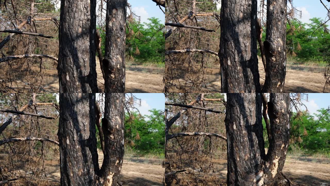 黑灰，乌克兰，赫尔松地区森林中的松树树干烧毁