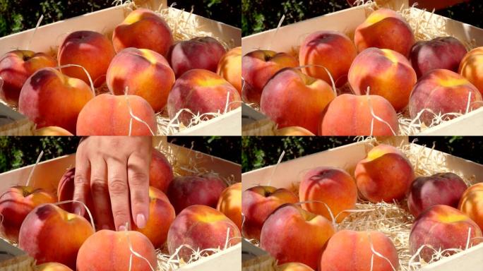 手从一个装有刨花的木箱中拿出成熟多汁的桃子