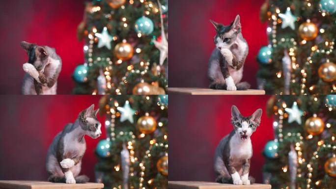相机在圣诞猫上的平稳移动。