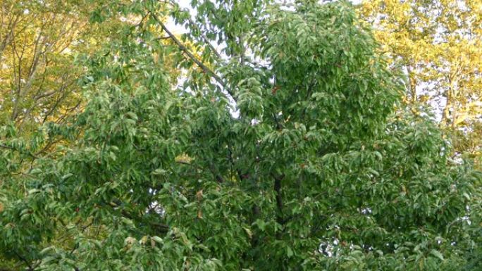 大啄木鸟从一棵厚厚的绿色阔叶树上飞走