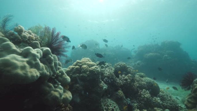 热带鱼在珊瑚礁和其他海洋生物的水下游泳。