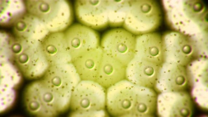 叶绿体真核细胞在显微镜下的动画。植物细胞中的绿色微观形成。研究和基因工程。生物学和科学细胞概念。转基