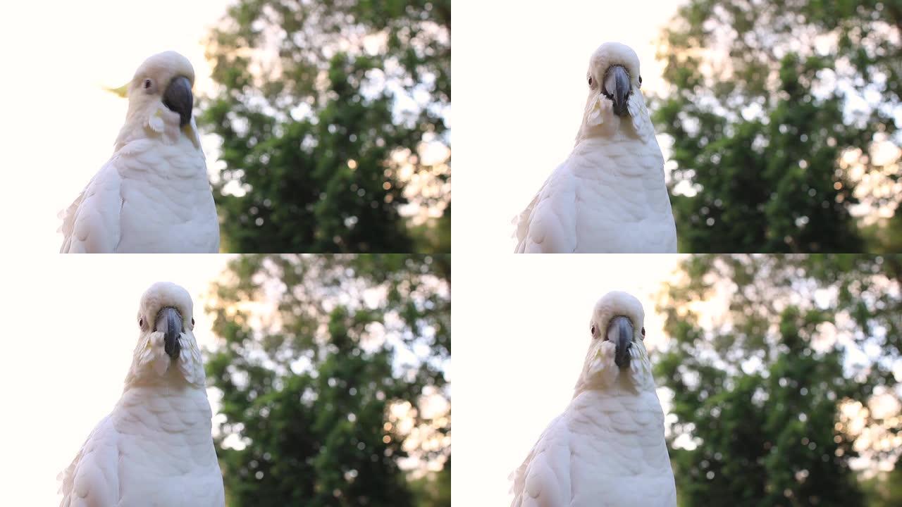 雌性凤头鹦鹉白色鹦鹉栖息树枝，橙色和粉红色的天空云阳光鸟日出美丽的早晨黄金海岸澳大利亚