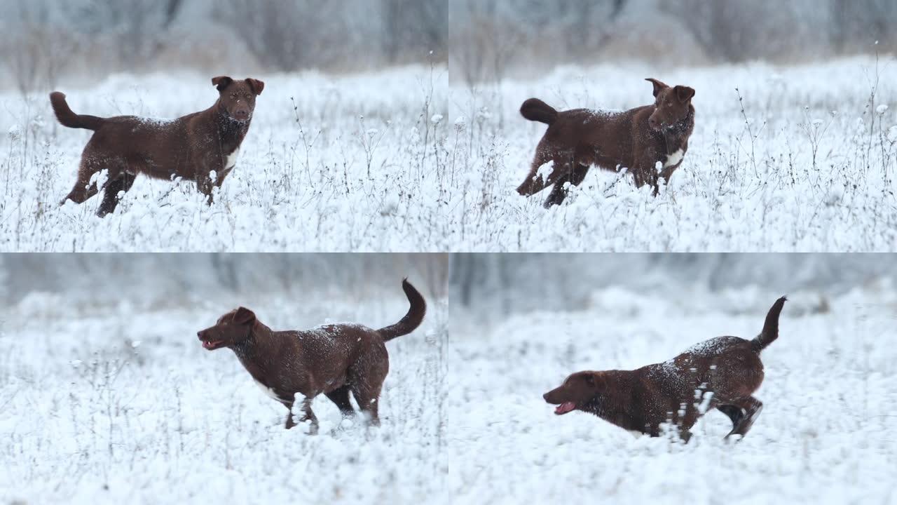 美丽的棕色狗沿着慢动作的雪地奔跑
