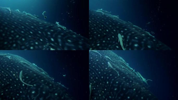 鲸鲨-Rhincodon typus与remorafish学校的特写镜头，在夜间喂养磷虾，印度洋，马