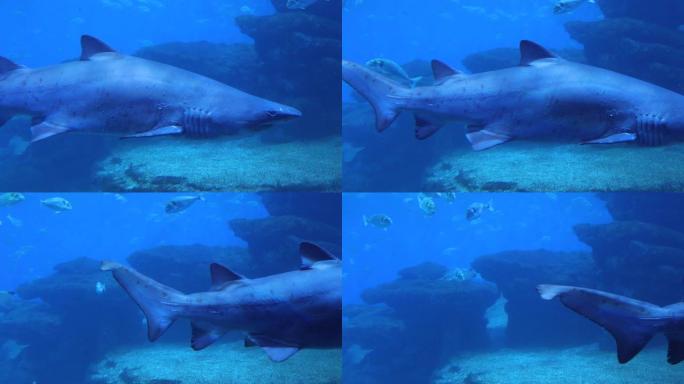水中的鲨鱼海鱼深海大海海鱼游鱼特写展示