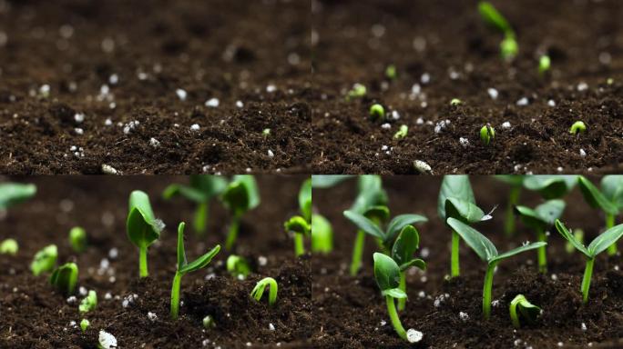 温室农业中生长植物，发芽的时间间隔