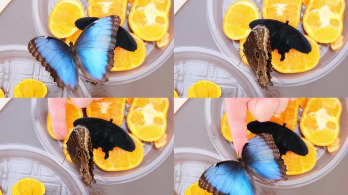 黑色和蓝色的蝴蝶在柑橘类水果上喝花蜜。橘子上的蝴蝶。特写