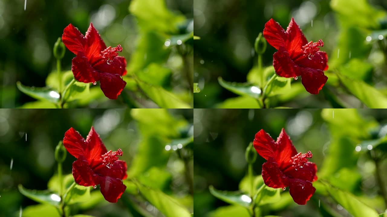 红花芙蓉上的水滴，特写。红色芙蓉蔷薇花瓣上的一滴雨。