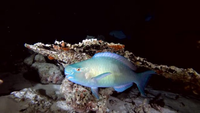 晚上躲在珊瑚下的鳞头鹦嘴鱼