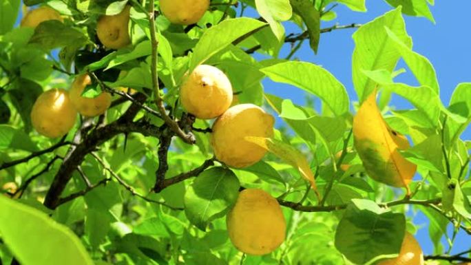 多汁的黄色柠檬挂在柠檬树的树枝上。希腊。4K