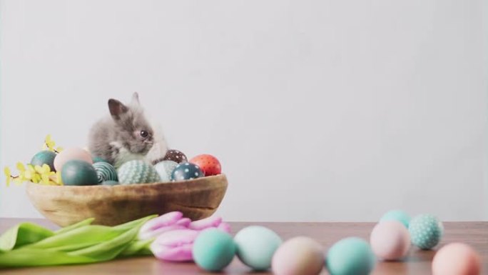 木制桌子上可爱的复活节兔子，上面有五颜六色的鸡蛋和郁金香。复活节节日装饰，复活节概念背景。