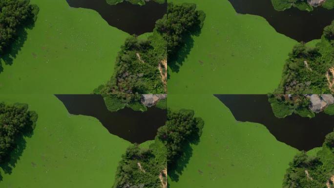 藻类绽放的4k航拍画面水绿色表面在水污染水的自然和环境中，夏季在湖泊边缘漂移和流动。生态灾难概念。