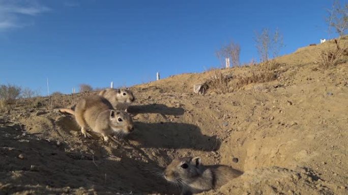 三个地鼠躲在哈萨克斯坦草原上的一个洞中互相嗅探