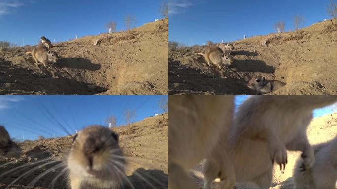 三个地鼠躲在哈萨克斯坦草原上的一个洞中互相嗅探