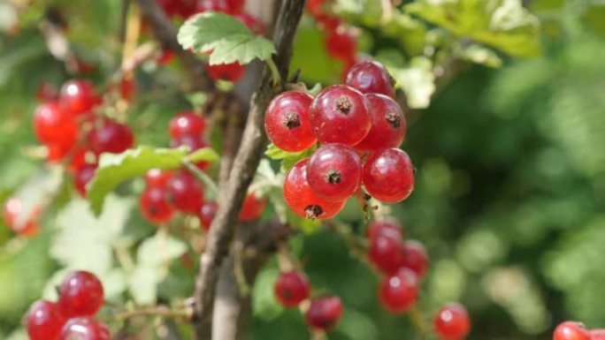 植物上的红色Ribes rubrum浆果特写4K