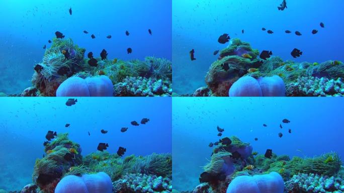 雀鲷学校游过海葵，Humbug Dascyllus - Dascyllus aruanus和壮丽的海