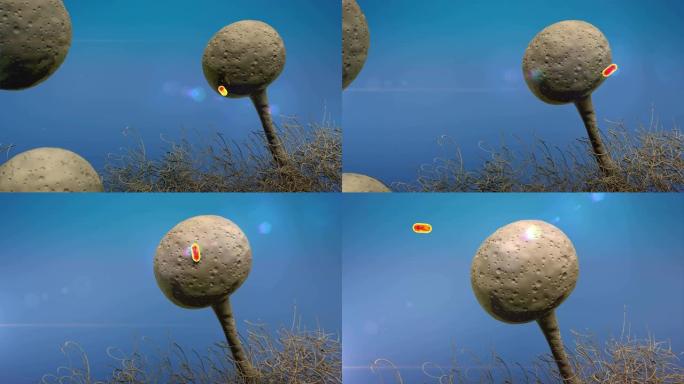 抗生素对真菌感染的作用