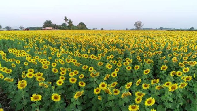 飞越向日葵野外无人机射击