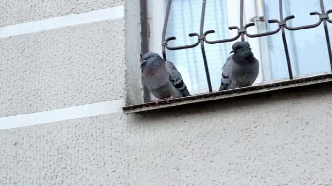 两只鸟-鸽子坐在混凝土墙背景下的窗户上。